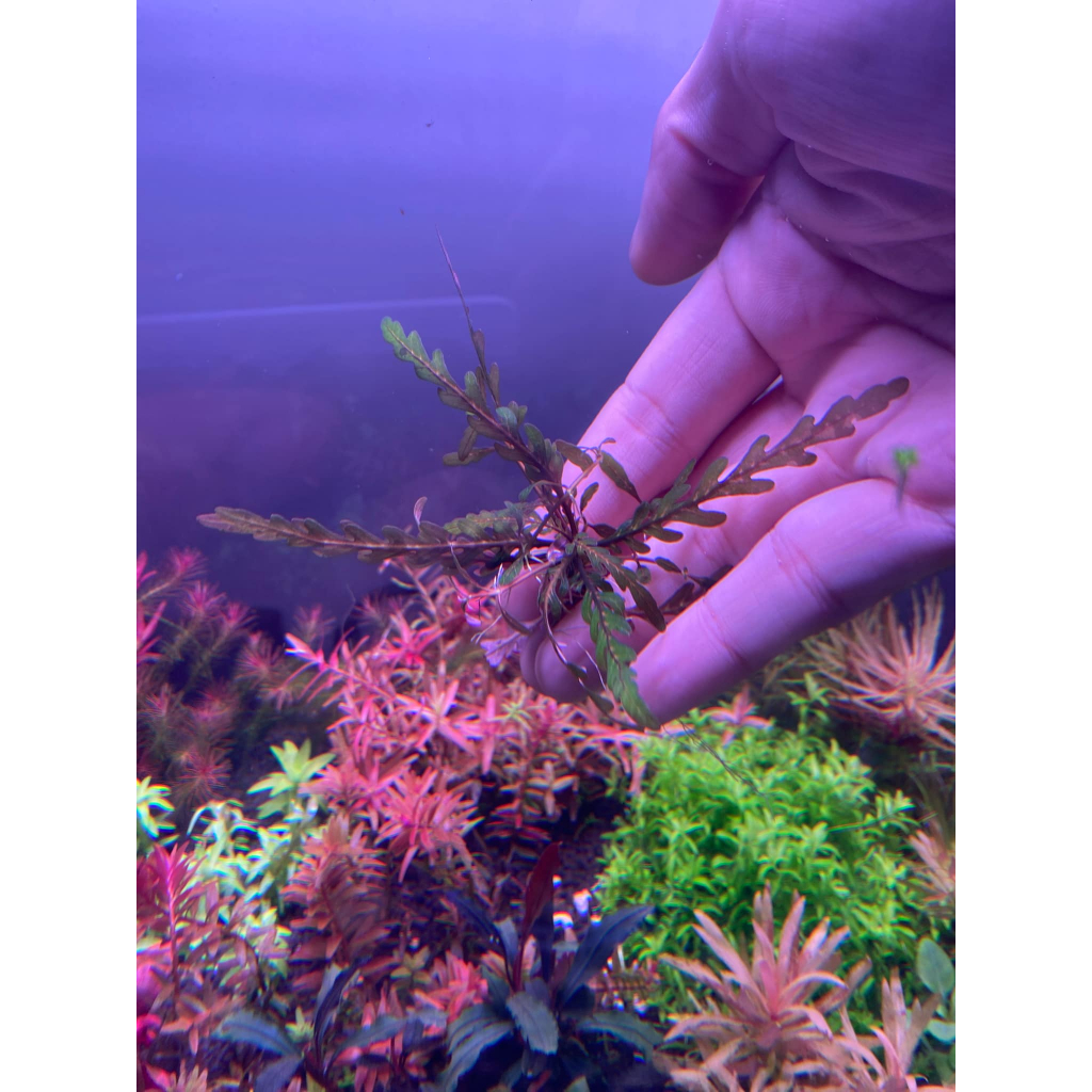 Hygrophilia Pinnatifida ไมยราบน้ำ