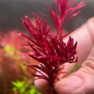 Rotala Rotundifolia sp. Blood Red ada โรทาล่าบลัดเรด เลือดนกเข้มๆ