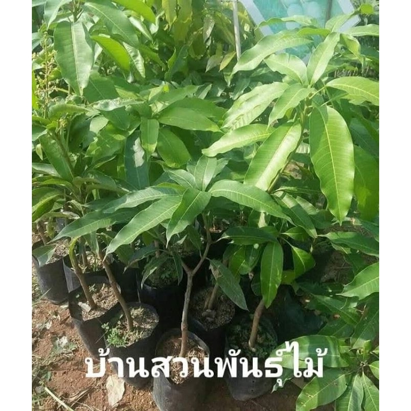 ต้นมะม่วง พันธุ์โชคอนันต์ ทวาย ต้นเสียบยอด สูง 70-80 ซม.