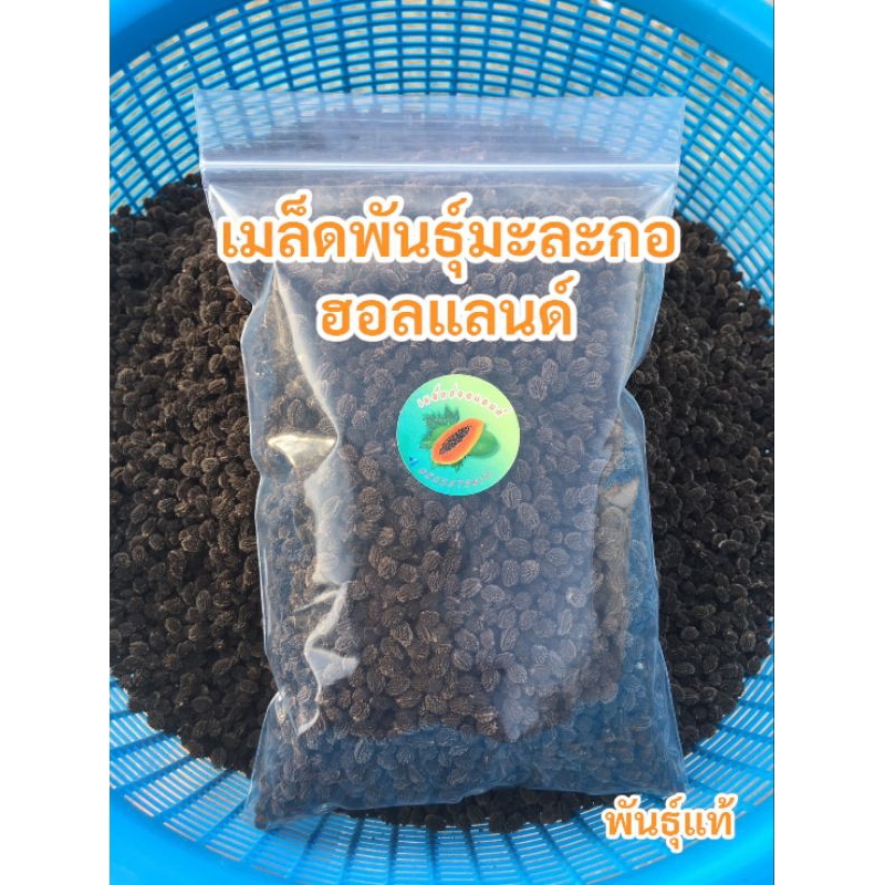 เมล็ดพันธุ์มะละกอฮอลแลนด์ ขนาด 50กรัม 100กรัม 150กรัม 《พันธุ์แท้100%》