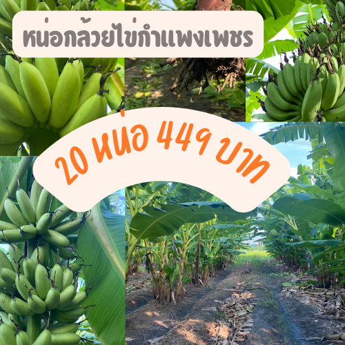 หน่อกล้วยไข่กำแพงเพชร หน่อกล้วยไข่ขุดสด ชุดละ 20 หน่อ ติดรากเยอะ แทงยอดไว หน่อสวยปิ๊ง