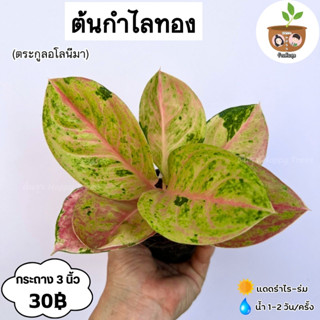 ต้นกำไลทอง จัดส่ง 2 ต้นขี้นไป คละแบบได้