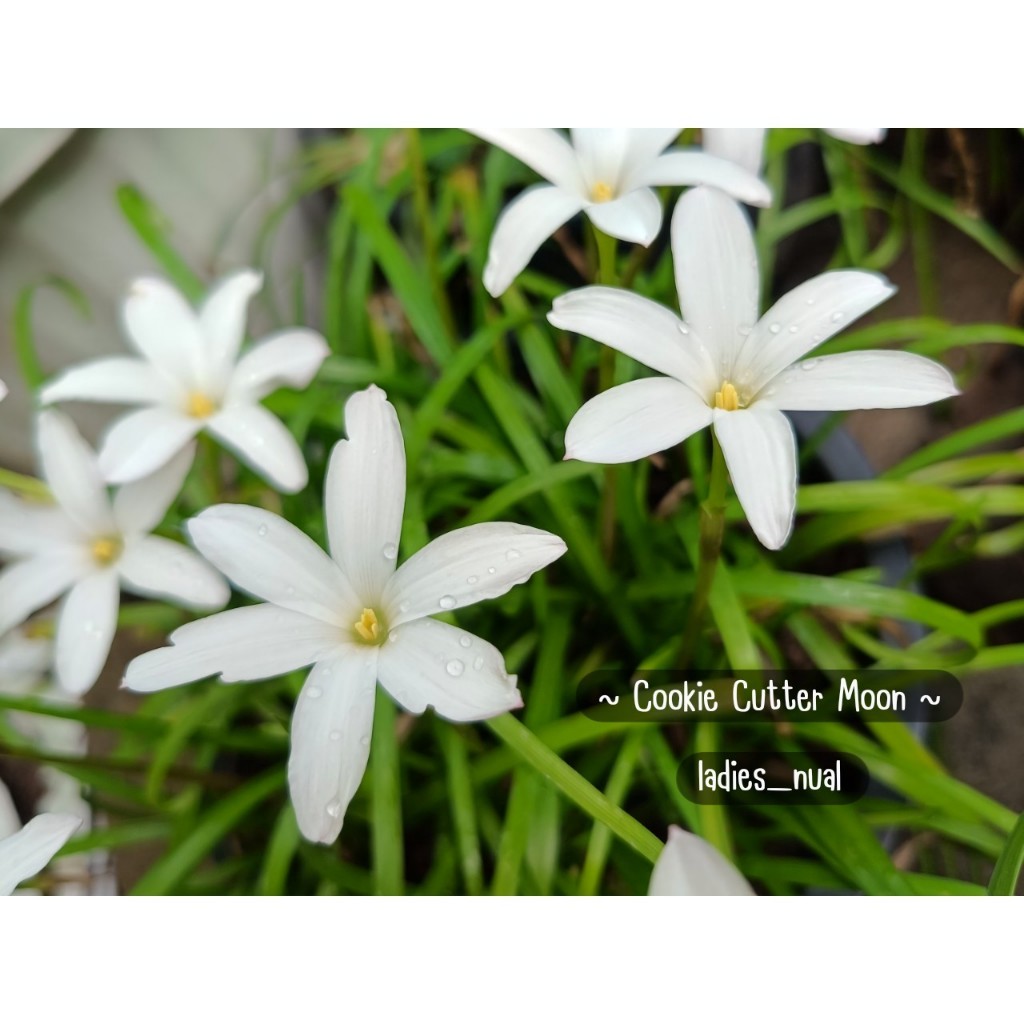 บัวดิน 🤍 Cookie Cutter Moon 🤍