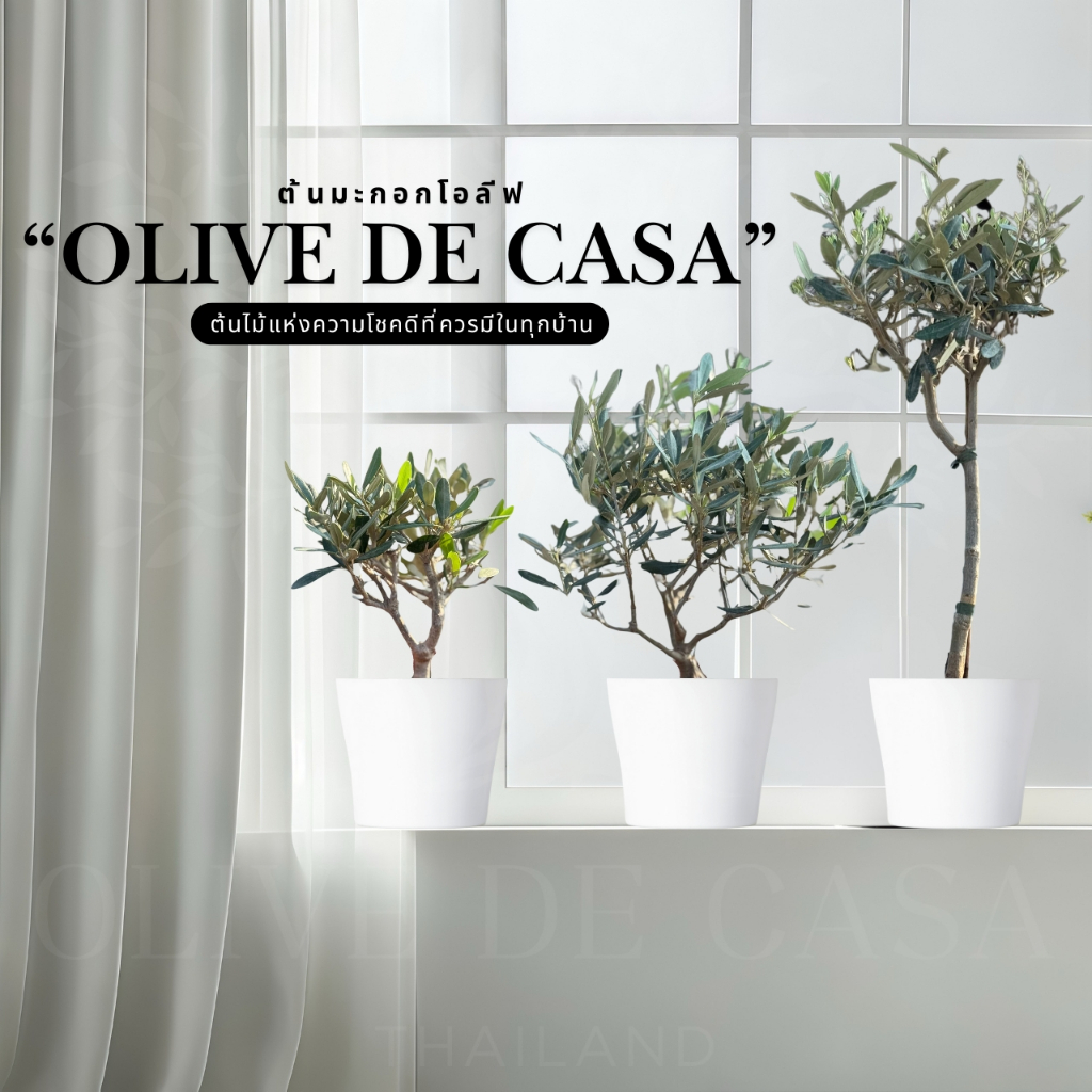 ต้นมะกอก Olive ต้นเล็กใบเงิน นำเข้าตรงจากยุโรป ความสูงประมาณ 20 CM รหัสA