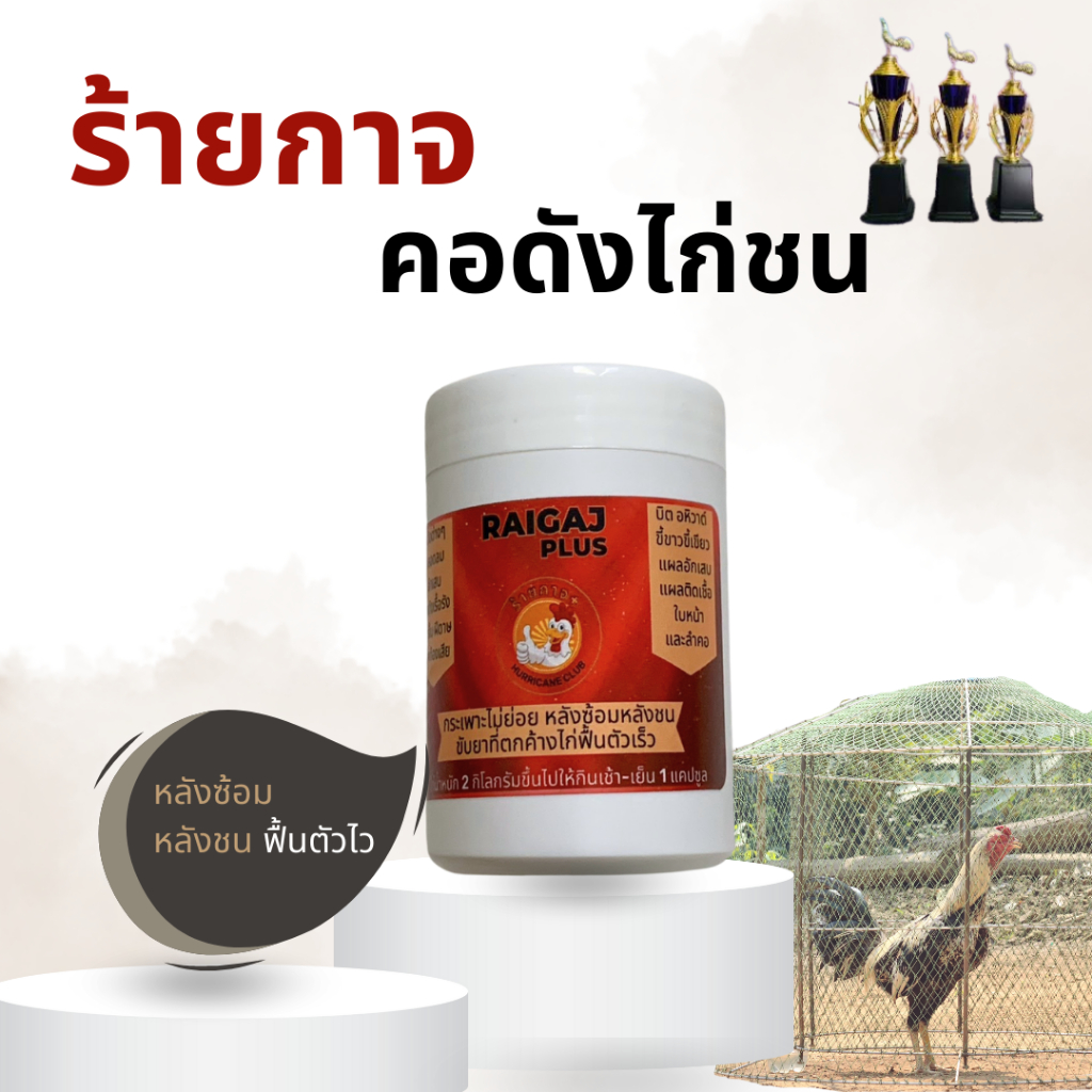 ร้ายกาจ คอดังไก่ ไก่ชนอากาศเปลี่ยน ควรมีติดซุ้มไว้ หลังซ้อมหลังชนฟื้นตัวไว - รูปที่ 3