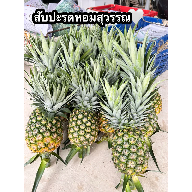 สับปะรดหอมสุวรรณ 1 ลูก ✅พร้อมส่ง✅ หวาน ฉ่ำ สดๆจากสวน