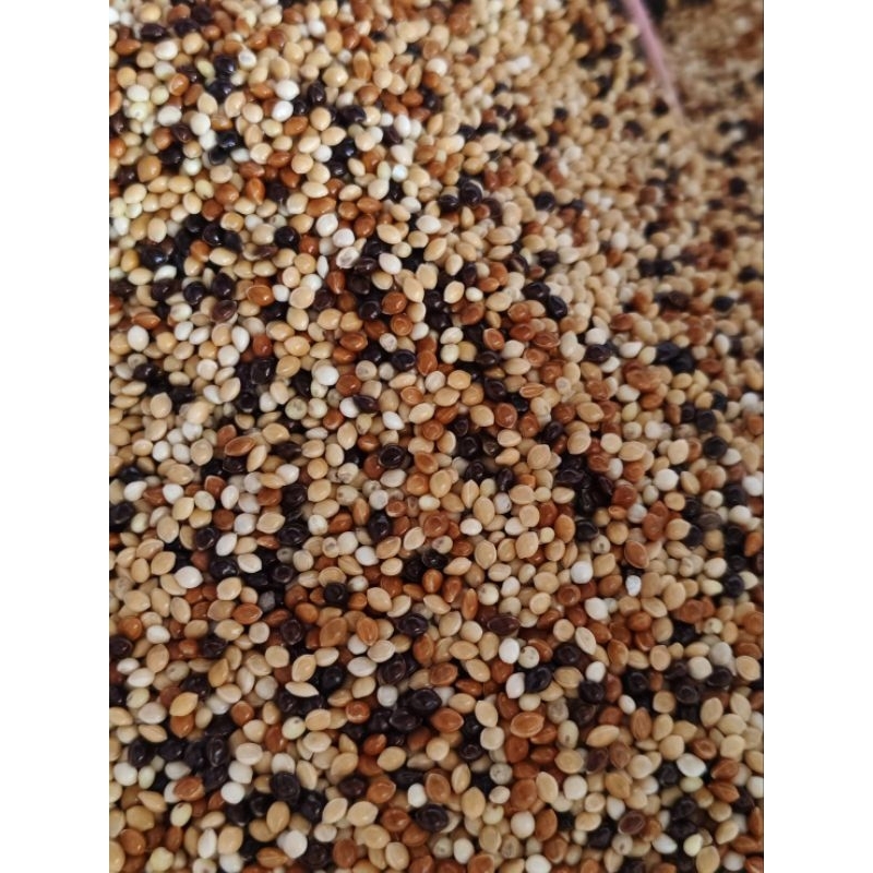 (แบบตัก) อาหารนกเขาเล็ก5โล  นกซันคอนัวร์ นกแก้ว นกเลิฟเบิร์ด นกฟอพัส - รูปที่ 2