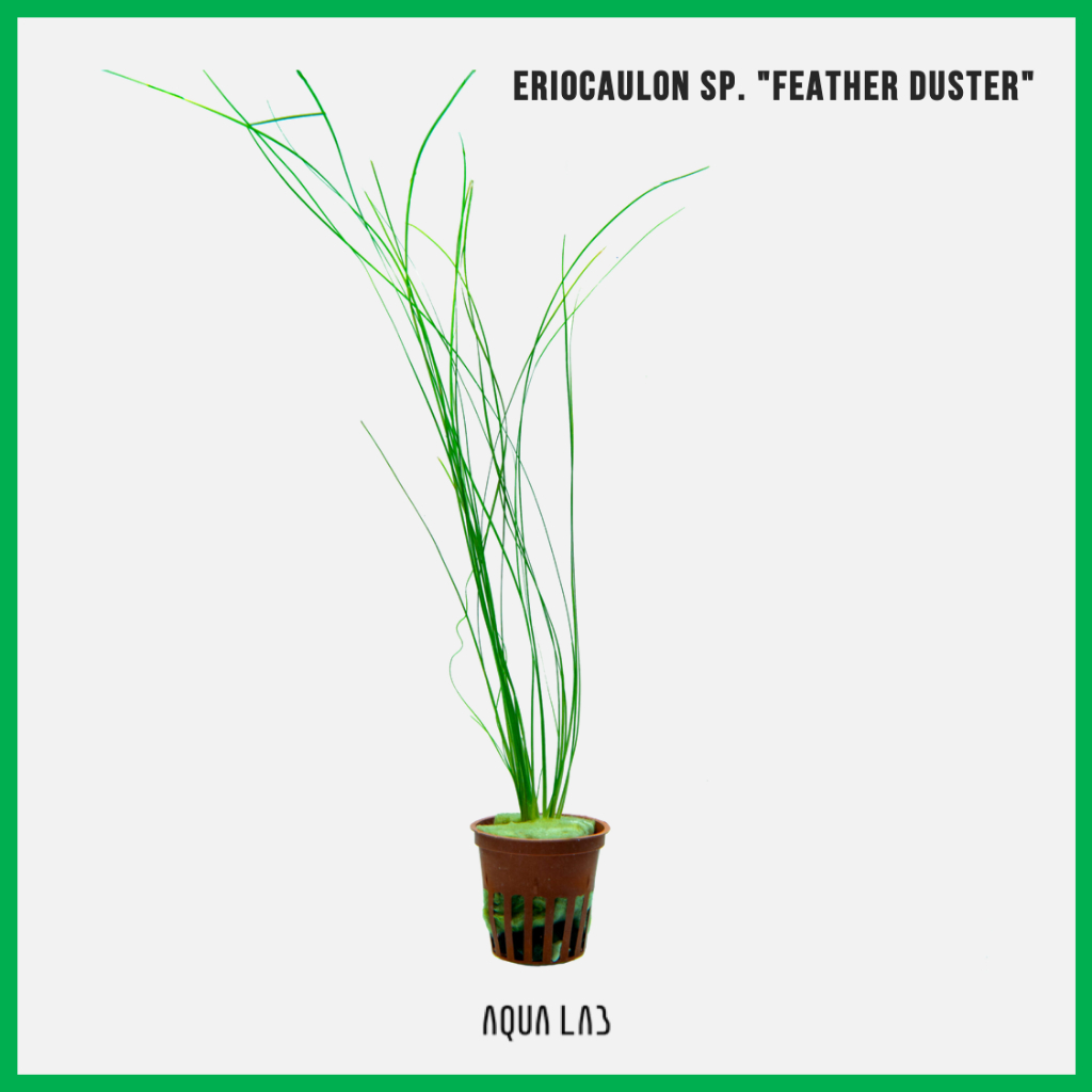 [AQL] Eriocaulon sp. "Feather Duster" (กระดุม ADA) [ไม้น้ำ - Aquatic Plant]