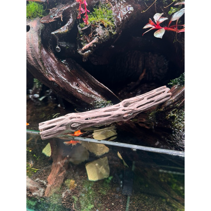 Cholla Wood by Natureไม้ธรรมชาติ 100% สำหรับตกแต่งตู้ปลาและตู้กุ้ง ขนาด15cm