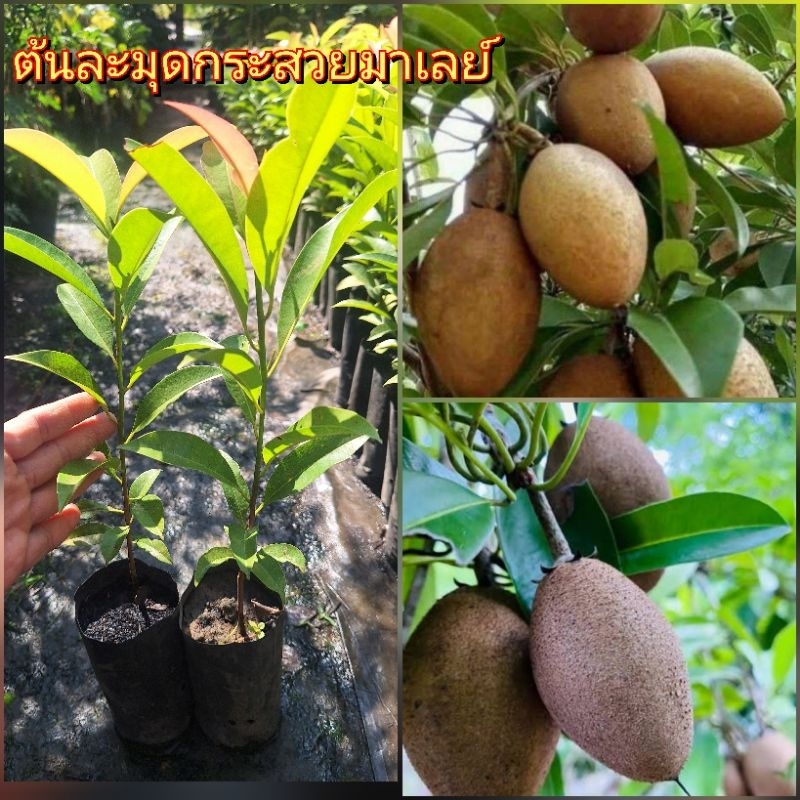 ต้นละมุดกระสวยมาเลย์  ซื้อ 1 แถม 1พันธุ์ยอดนิยม เนื้อผลมีกลิ่นหอม เอกลักษณ์ที่โดดเด่น รสชาติหวาน  ต้นเพาะเมล็ด