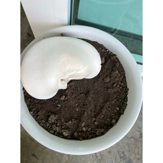 เห็ดมิลกี้ milkyเห็ดยักษ์แสนอร่อยโปรตีนสูง5ก้อน พร้อมเปิดดอก