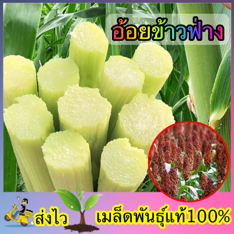 เมล็ดพันธ์ุ อ้อยข้าวฟ่าง ซองละ 20 เมล็ด