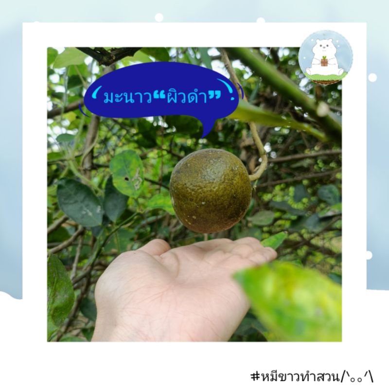 มะนาว มะนาวแป้นพิจิตร มะนาวปลอดสารพิษ ผิวดำ คละไซส์ เก็บสดจากสวน