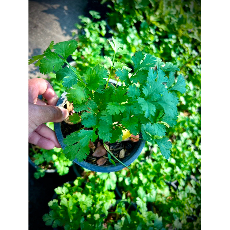 ต้นพันธุ์ ผักชีไทย Coriander or Cilantro ผักสวนครัวสามัญประจำบ้าน  พร้อมปลูกพร้อมทาน