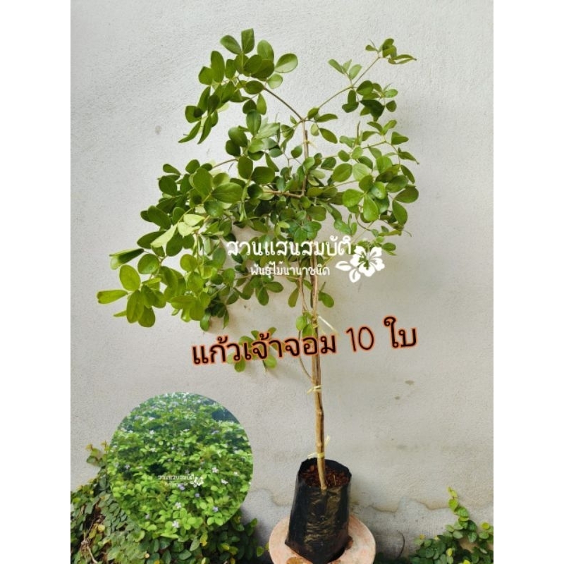 ต้นแก้วเจ้าจอม10 ใบ หรือ 4+6 ใบ ต้นกิ่งตอน