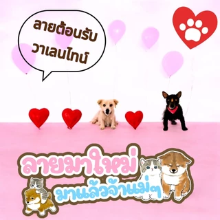 เสื้อแขนกุด วาเลนไทน์ หมาแมว