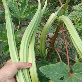 เมล็ดพันธุ์กระเจี๊ยบงาช้าง