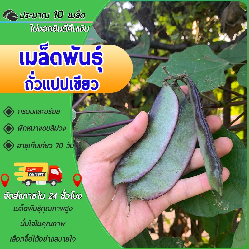 10เมล็ด เมล็ดพันธุ์ถั่วแปปเขียว เมล็ดถั่วฝักม่วงขอบ พันธุ์ต่อได้ ปลูกง่าย โตไว ผลดกมาก ทานอร่อย – โปรปัง