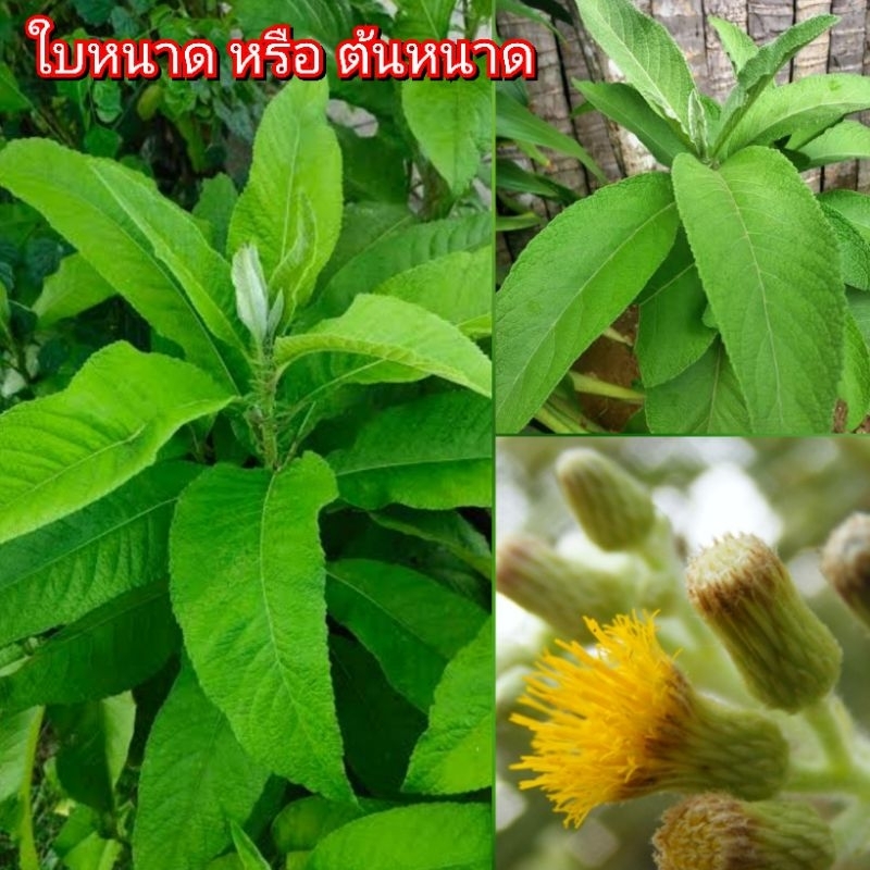 ใบหนาด ต้นหนาด เป็นไม้พุ่มขนาดเล็ก มีกลิ่นหอมฉุน คล้ายกับกลิ่นของการบูร มีสรรพคุณทางยา ป้องกันผี และคุณไสย