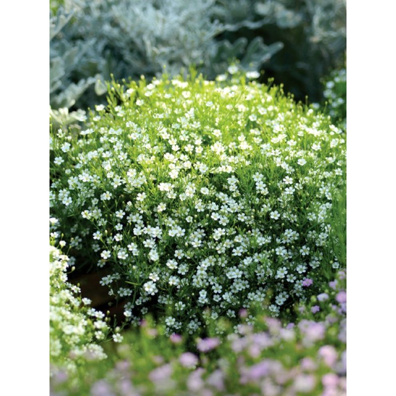 ต้นพันธุ์ จิ๊บโซฟิล่า ถุงดำ 29 บาท  Gypsophila จิบโซฟิลล่า  จิบซี่ ไม้กระถาง ดอกเล็กน่ารักและดกมาก ยิปโซฟิลา
