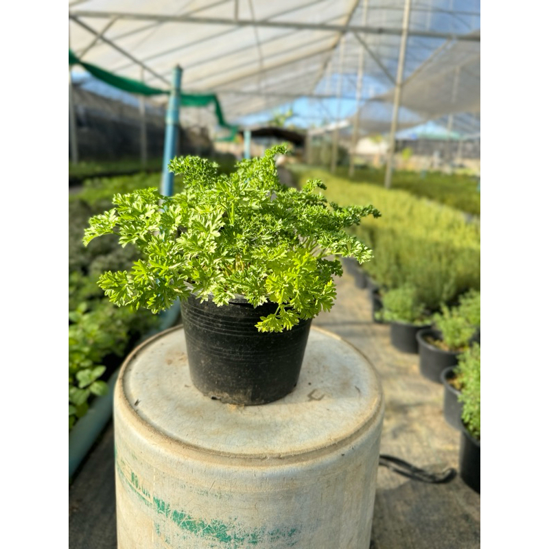 พาสลี่ใบหยิก // Parsley, curly  // สมุนไพรฝรั่ง//