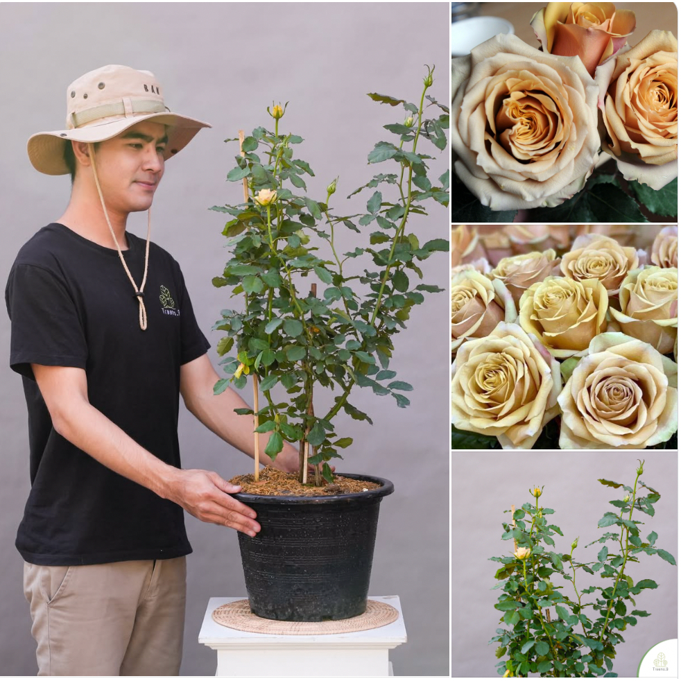 รูปภาพ 9