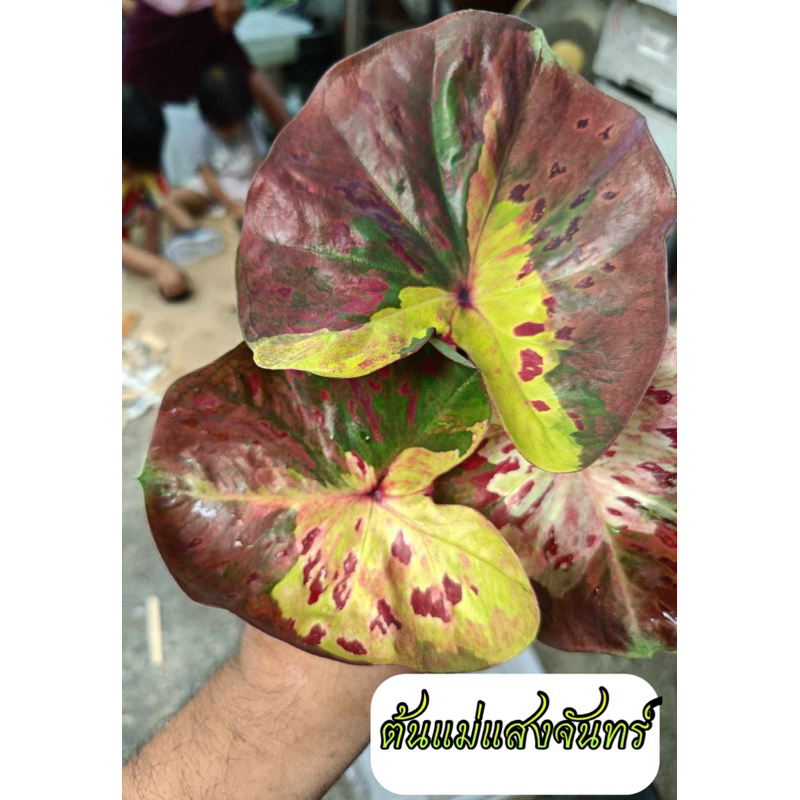 แสงจันทร์บอนสี บอนป้าย ใบกลม