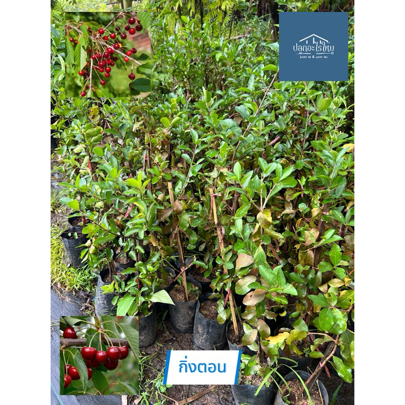 ต้นเชอร์รี่มานัวร์ ต้นเชอร์รี่หวาน กิ่งตอน ต้นแข็งแรง ปลูก 1 ปีให้ผลผลิต