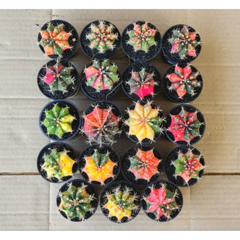 ยิมโน ยิมโนด่าง Gymno Gymnocalycium ไม้ชำหน่อและไม้เมล็ด