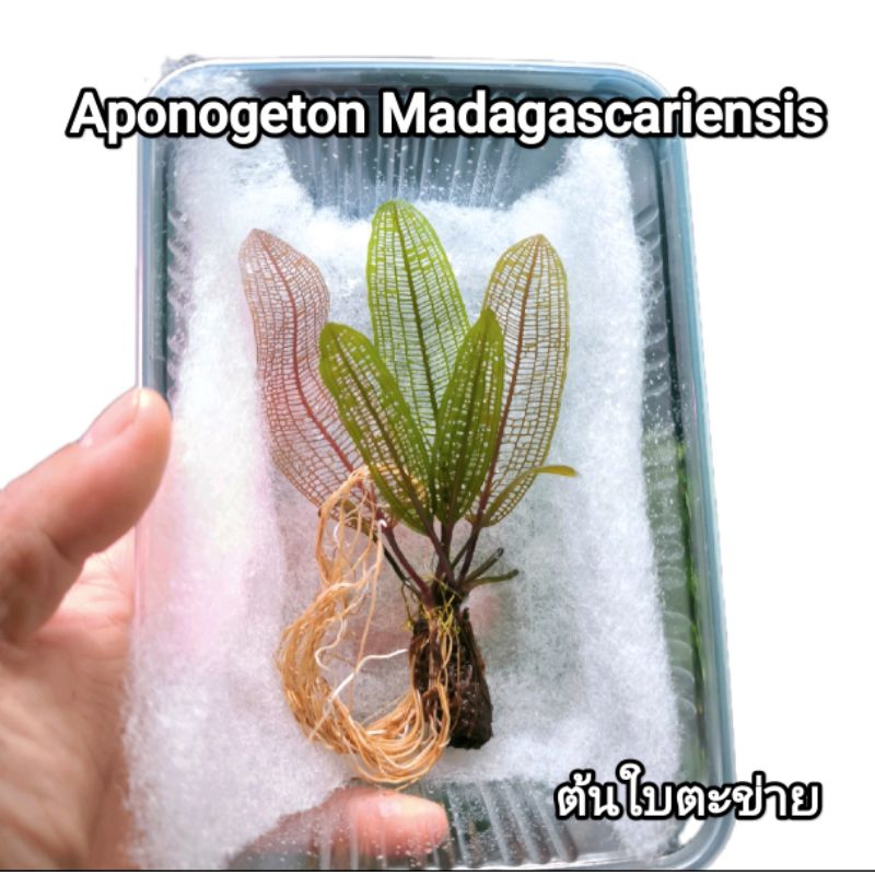 ต้นไม้น้ำใบตะข่าย(Aponogeton Madagascariensis)