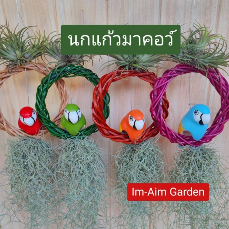 เคราฤาษีแต่งนกแก้วมาคอว์((ใส่วงหวาย)) งานสวย