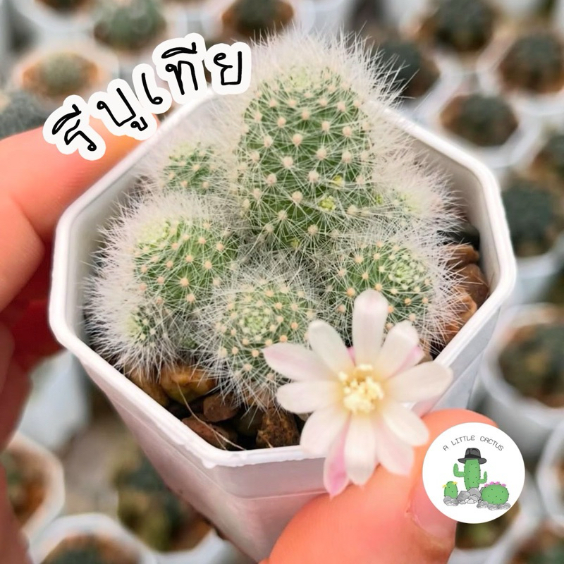 A Little cactus | รีบูเทีย