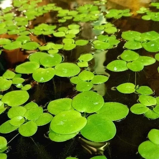 🍀จอกเขียวญี่ปุ่น🍀ให้น้องปลาอาศัย🍀เลี้ยงง่ายโตไว.น่ารักๆอะชิๆ.🍀ขนาดกลาง..โปร🌻สุดคุ้ม..5เเถม5จอก..💞.🍀