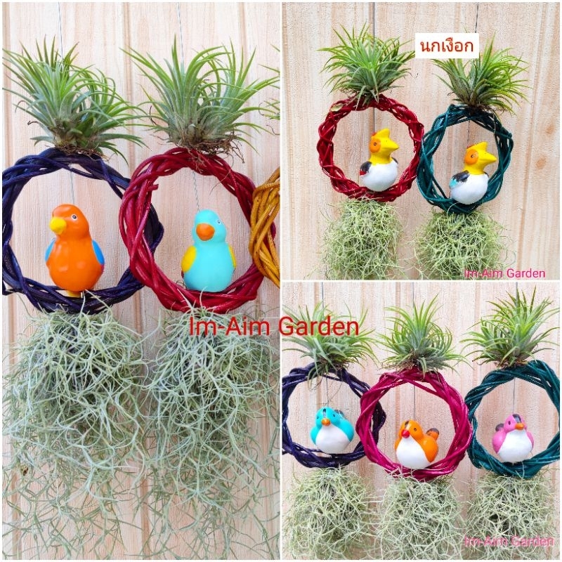 เคราฤาษีแต่งตุ๊กตาใส่วงหวาย (มีให้เลือกหลายแบบ)คุณภาพคุ้มเกินราคา