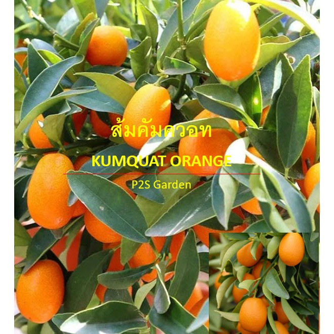 ต้นส้มกัมควอท Kumquat orange ส้มกิมจ๊อ ส้มคัมควอท สูง 40-100 ซ.ม. กินได้ทั้งเปลือก