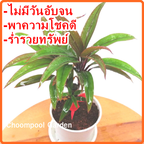เทียนมหาลาภ ต้นไม้มหาเฮง🔥สว่างโชติช่วง เสริมฮวงจุ้ยให้โชคลาภ คนปลูกเฮง