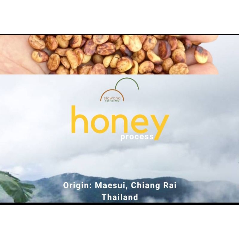 Honey process เมล็ดกาแฟคั่วอ่อน