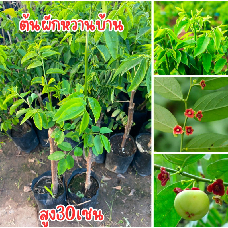ต้นผักหวานบ้าน ต้นสูง30เซน พร้อมปลูกครับ ชุด2ต้น89บาท
