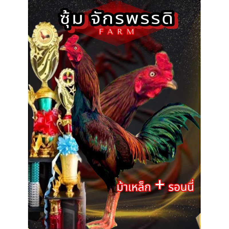 ไข่ไก่ชนพม่า  ม้าเหล็ก+รอนนี่  เบอร์แข้ง300 แข้งฝังลึก มีหักมีชัก
