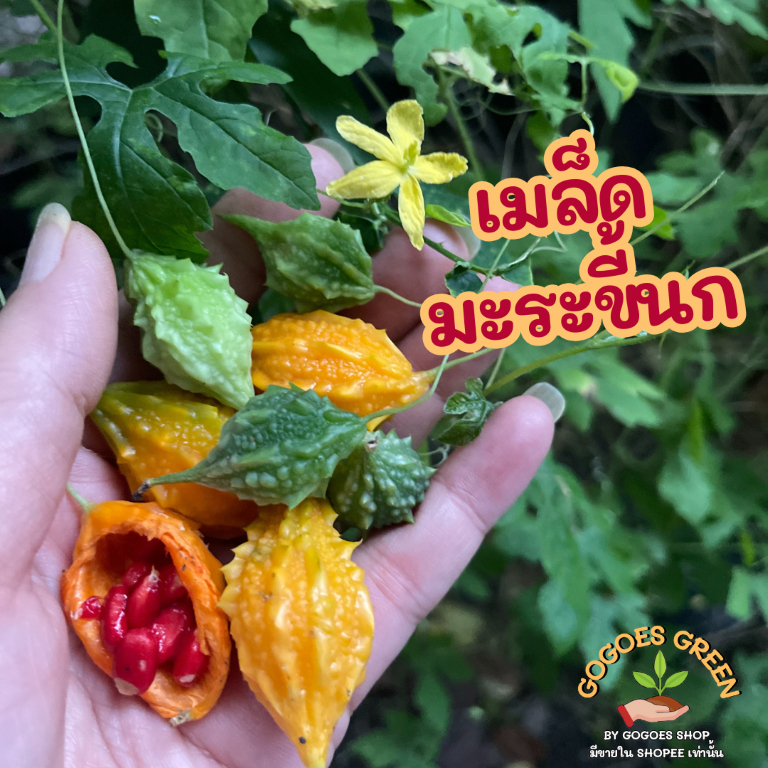 [ซื้อ 1แถม1 ] เมล็ดพันธุ์ มะระขี้นก มะระตุ้งติ้ง มะระขี้นกแท้ งอกดี แข็งแรงให้ผลดกปลูกง่าย ไม่งอแง Bitter Melon Seed
