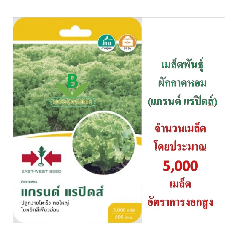 5 ฟรี 1 คละได้ทั้งร้าน เมล็ดพันธุ์ ผักกาดหอม แกรนแรป ศรแดง