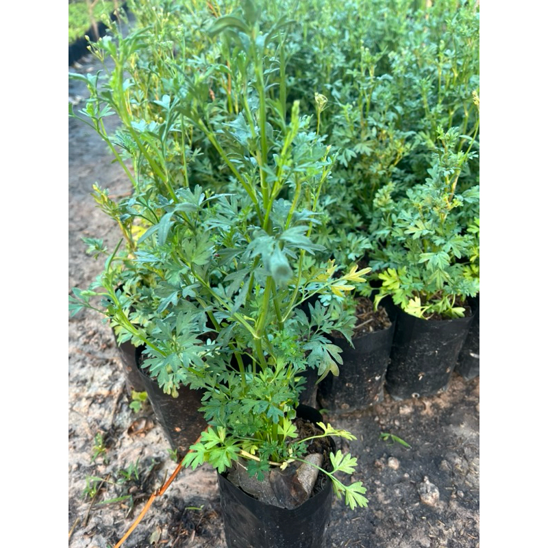 ( พร้อมส่ง ‼️ ) ต้นผักสะแงะ  ผักพืันบ้าน ใส่แกงหน่อไม้  หรือต้มปลา 3 ต้น 99 บาทมีกลิ่นหอม ดับคาว