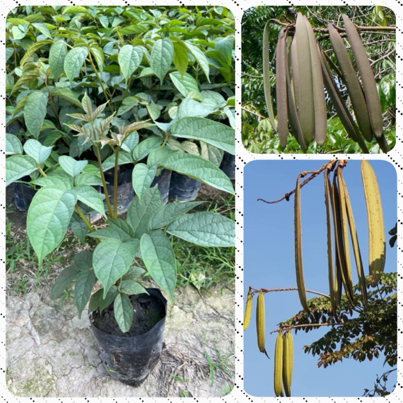ต้นเพกา ต้นลิ้นฟ้า ผักพื้นบ้าน สมุนไพรใกล้ตัว(สูง 40-60cm) ปลูกง่าย