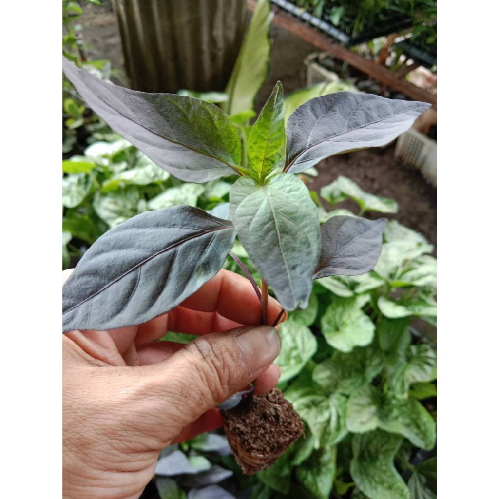 ต้นกล้าพริกช่อม่วง พริกขี้ฟ้าม่วง สีสวย เผ็ดมาก ทานได้ ประดับได้ พร้อมปลูก กล้าละ 12  บาท - รูปที่ 6