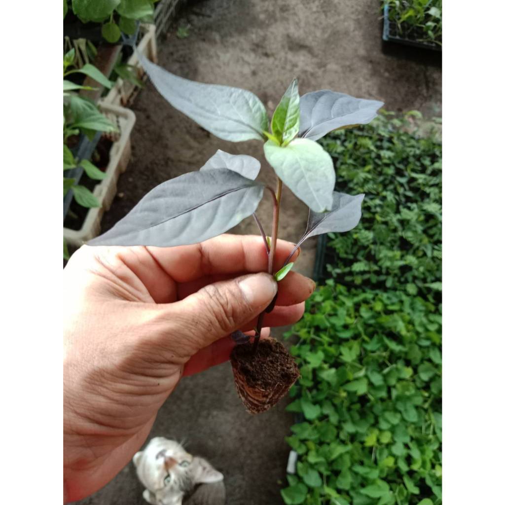 ต้นกล้าพริกช่อม่วง พริกขี้ฟ้าม่วง สีสวย เผ็ดมาก ทานได้ ประดับได้ พร้อมปลูก กล้าละ 12  บาท - รูปที่ 7