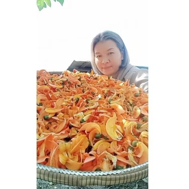 ดอกทองกวาวตากเเห้งหรือดอกจานตากเเห้ง ขนาด 100 กรัม - รูปที่ 5