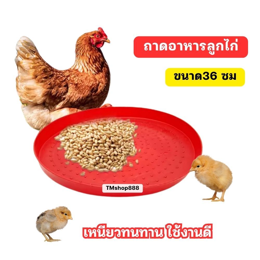 ถาดอาหารลูกไก่ ขนาด36 ซม. ถาดอาหารไก่ ที่ให้อาหารไก่ ที่ให้อาหารสัตว์