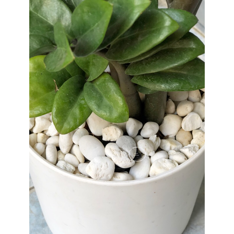 รูปภาพ 3