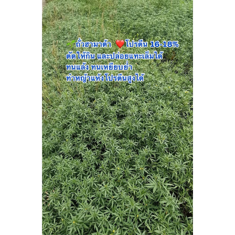 เมล็ดพันธุ์หญ้าถั่วฮามาต้า แปลงหญ้าคุณภาพดีโปรตีนสูง พร้อมปลูก