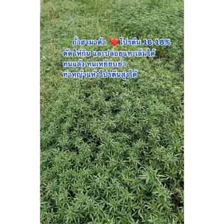 เมล็ดพันธุ์หญ้าถั่วฮามาต้า แปลงหญ้าคุณภาพดีโปรตีนสูง พร้อมปลูก